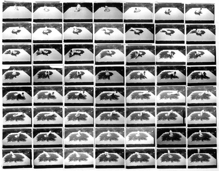 Kunst, Konzeptkunst, Zeichnung, Aktion, Fotosequenz